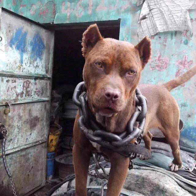 外号 丹江💪范德彪