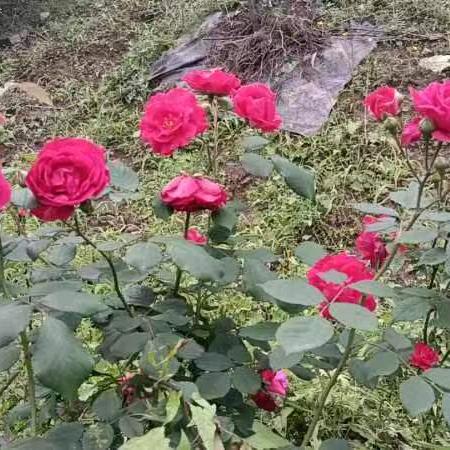 春暖花开。