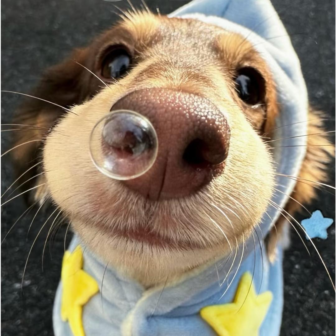 那日雨太大，你说你是瓜尔佳氏