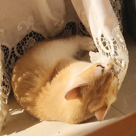 地球球૮₍◜ෆ◝.₎ა