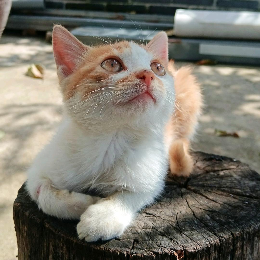 萍静吖