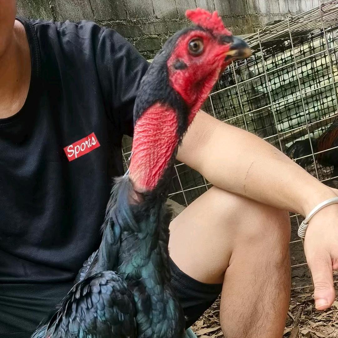 土黄牛