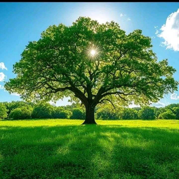 富贵花开丶平安一生