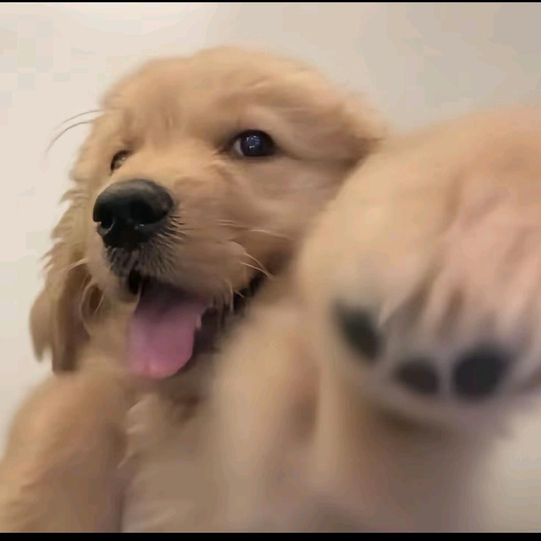 AAA水产养殖金姐