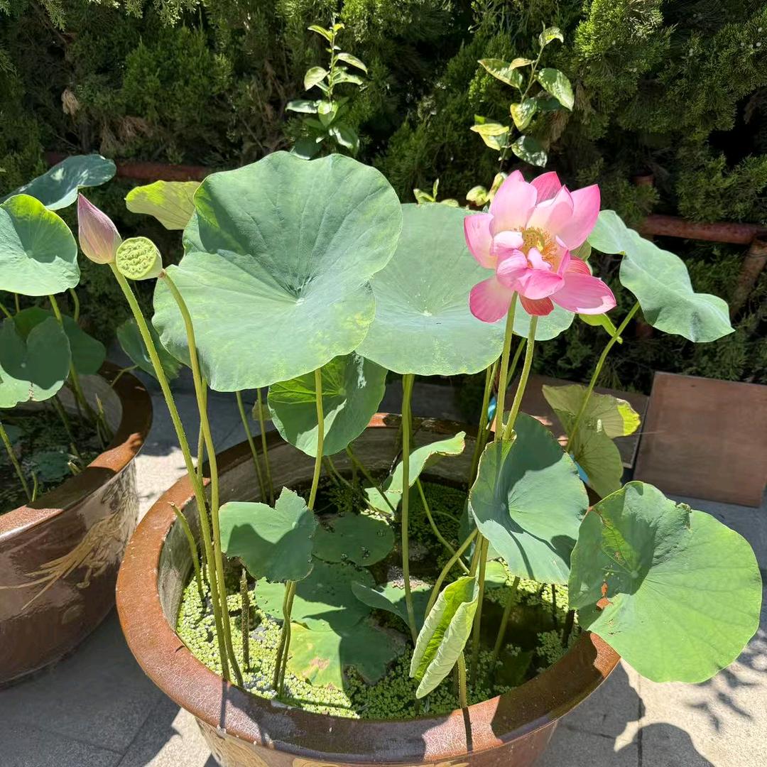 AA果木烧鹅