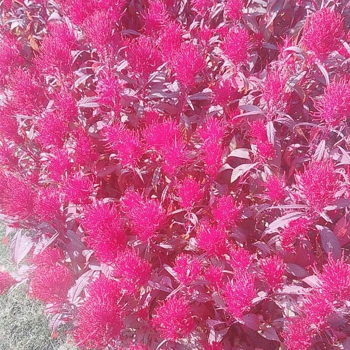 陌上花开
