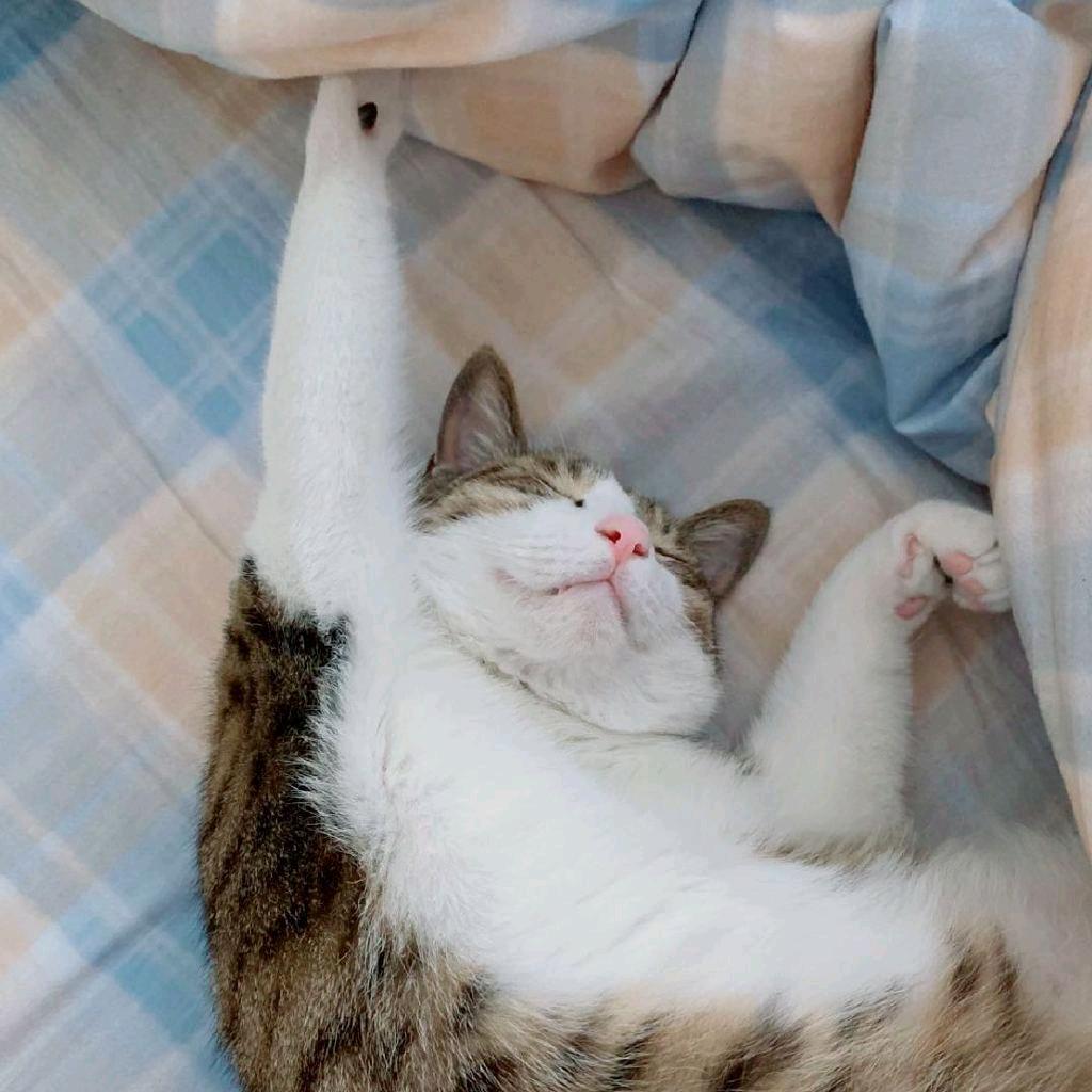 Schrodinger's Cat.