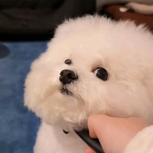 摇裤儿加冰