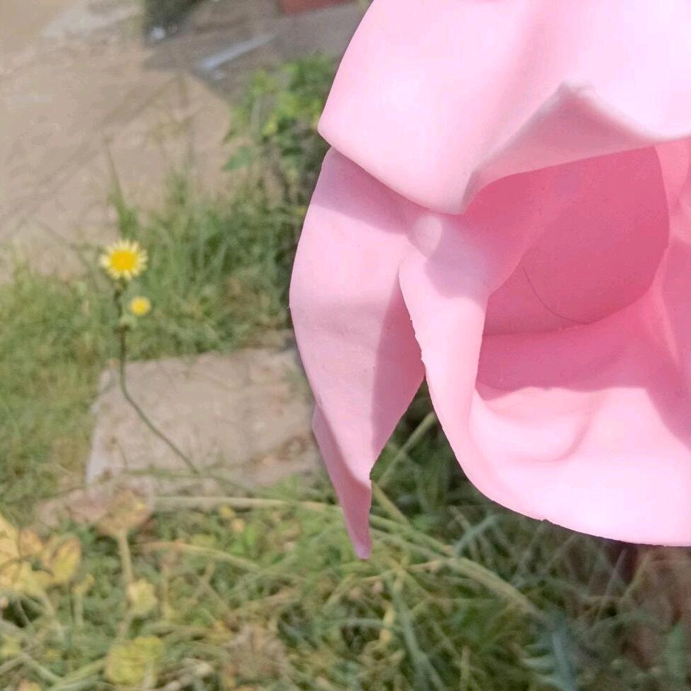 用户3555125668132莲