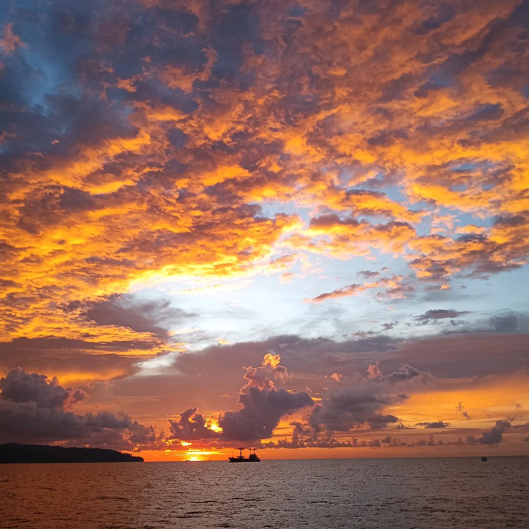 海树