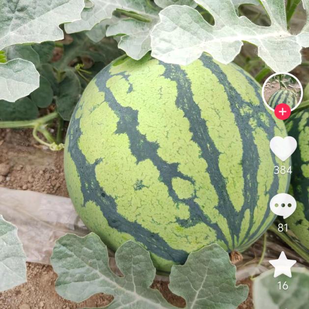 西瓜种植玩家海哥