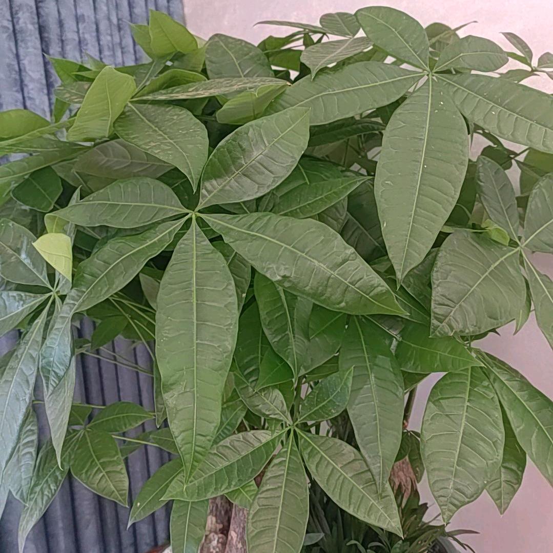 活出自我
