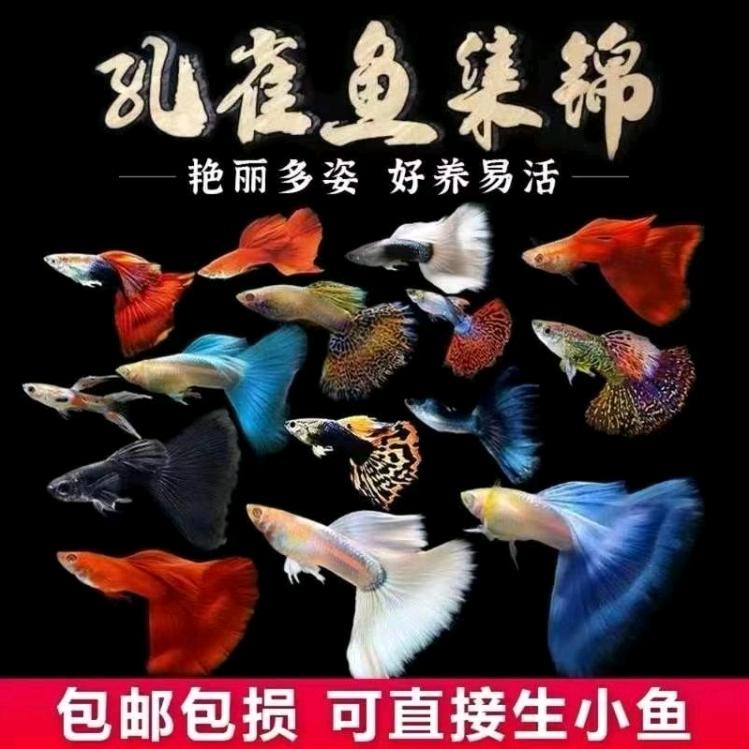 小趣鱼乐官播间