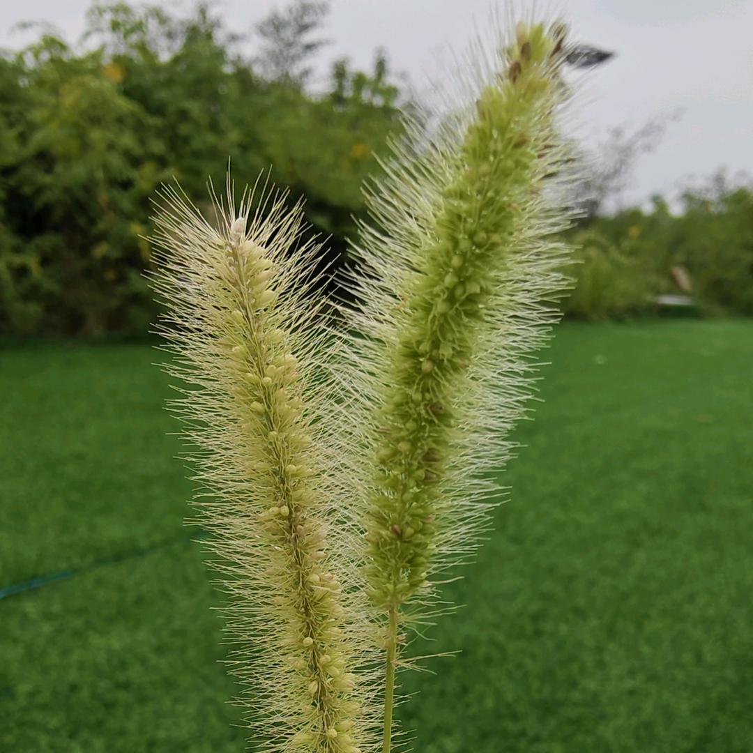 水煮大白菜越吃我越爱