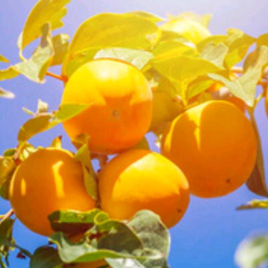 雁栖🍁——相遇就是上上签