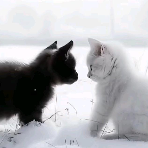 CAT🐱