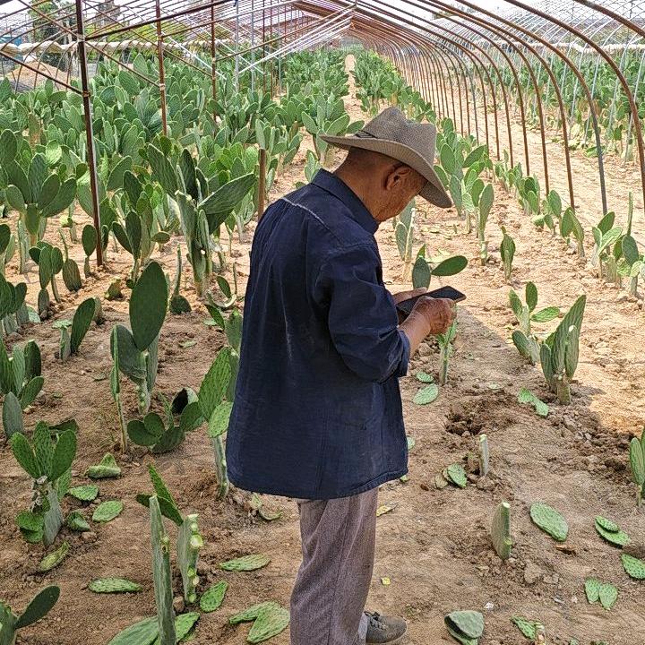 河南仙人掌种植农业