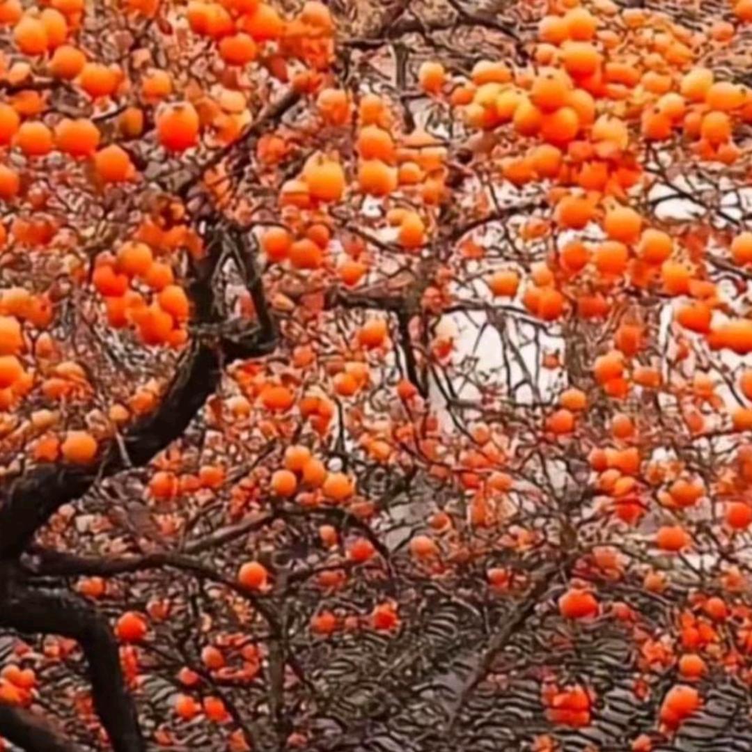 🍅柿柿如意🍅