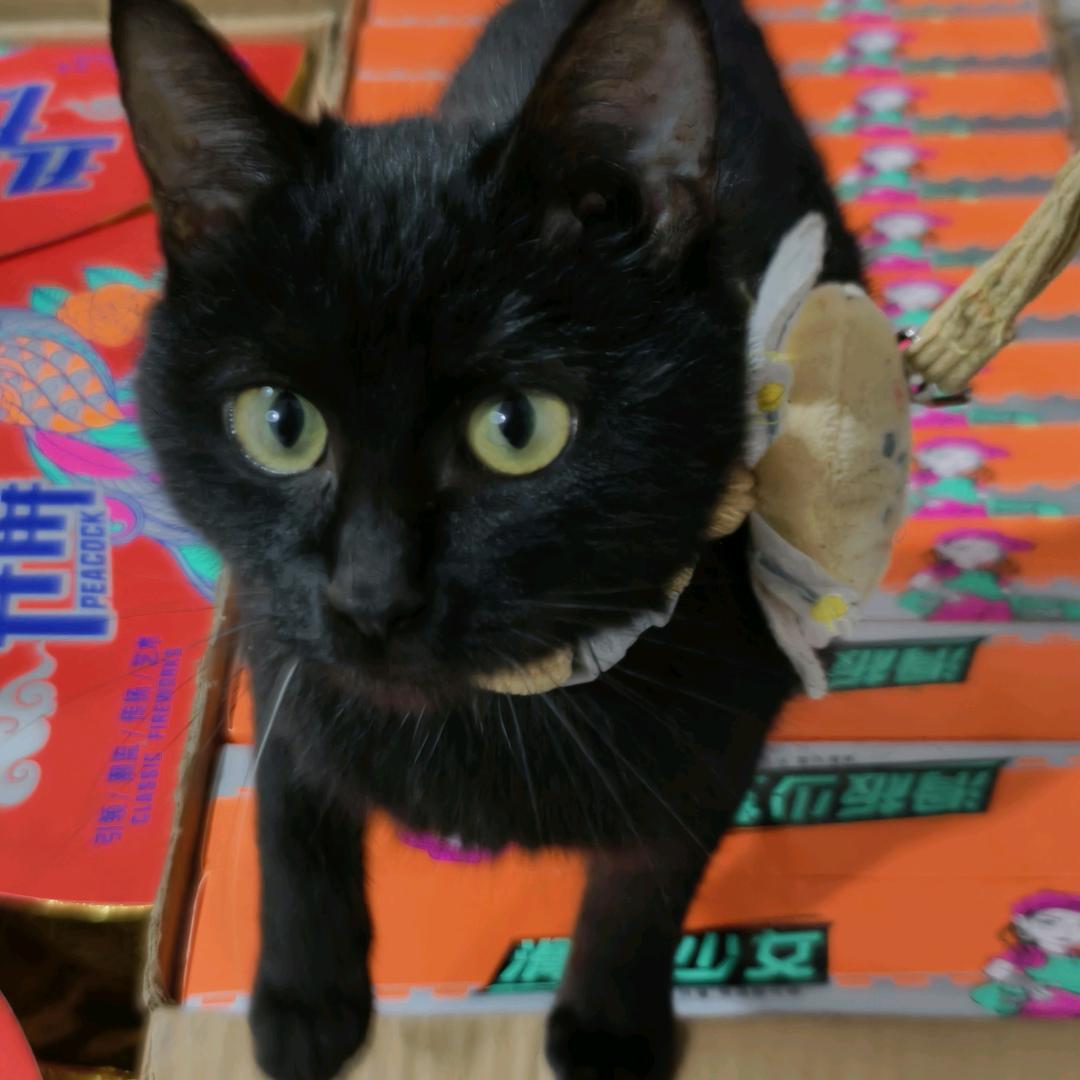 安追的喵喵星球