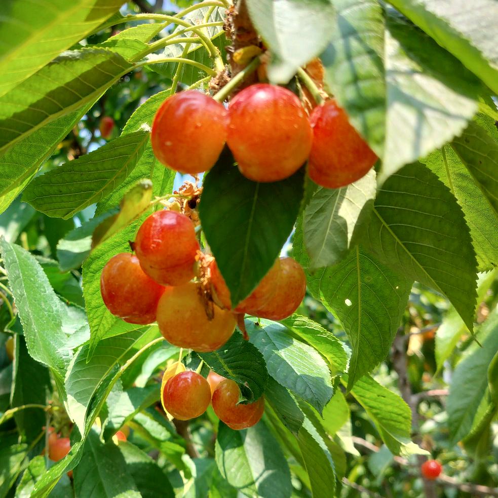 吉祥樱桃采摘园