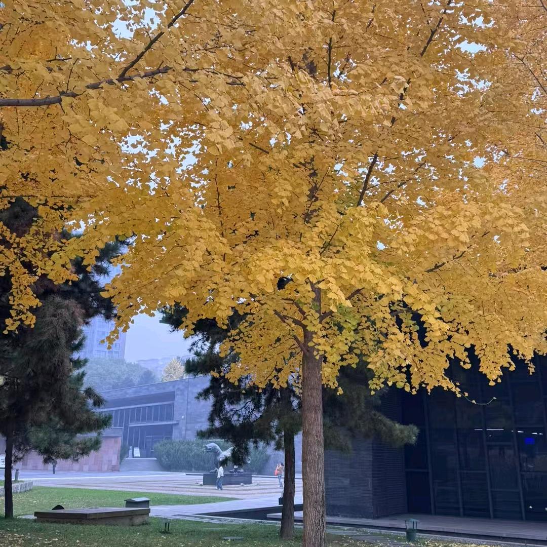 serendipity（抖音互关版）