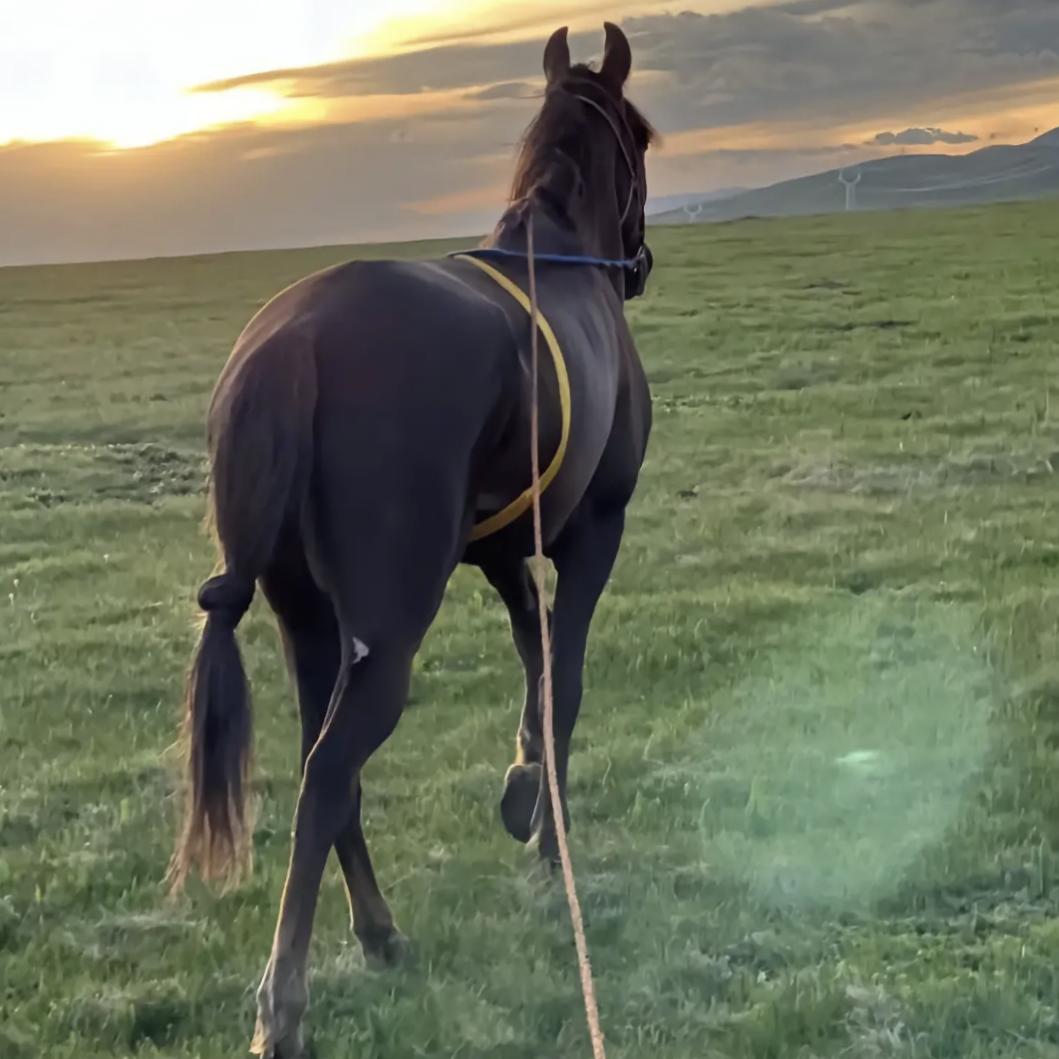 ࿐ཧོར་༒平措