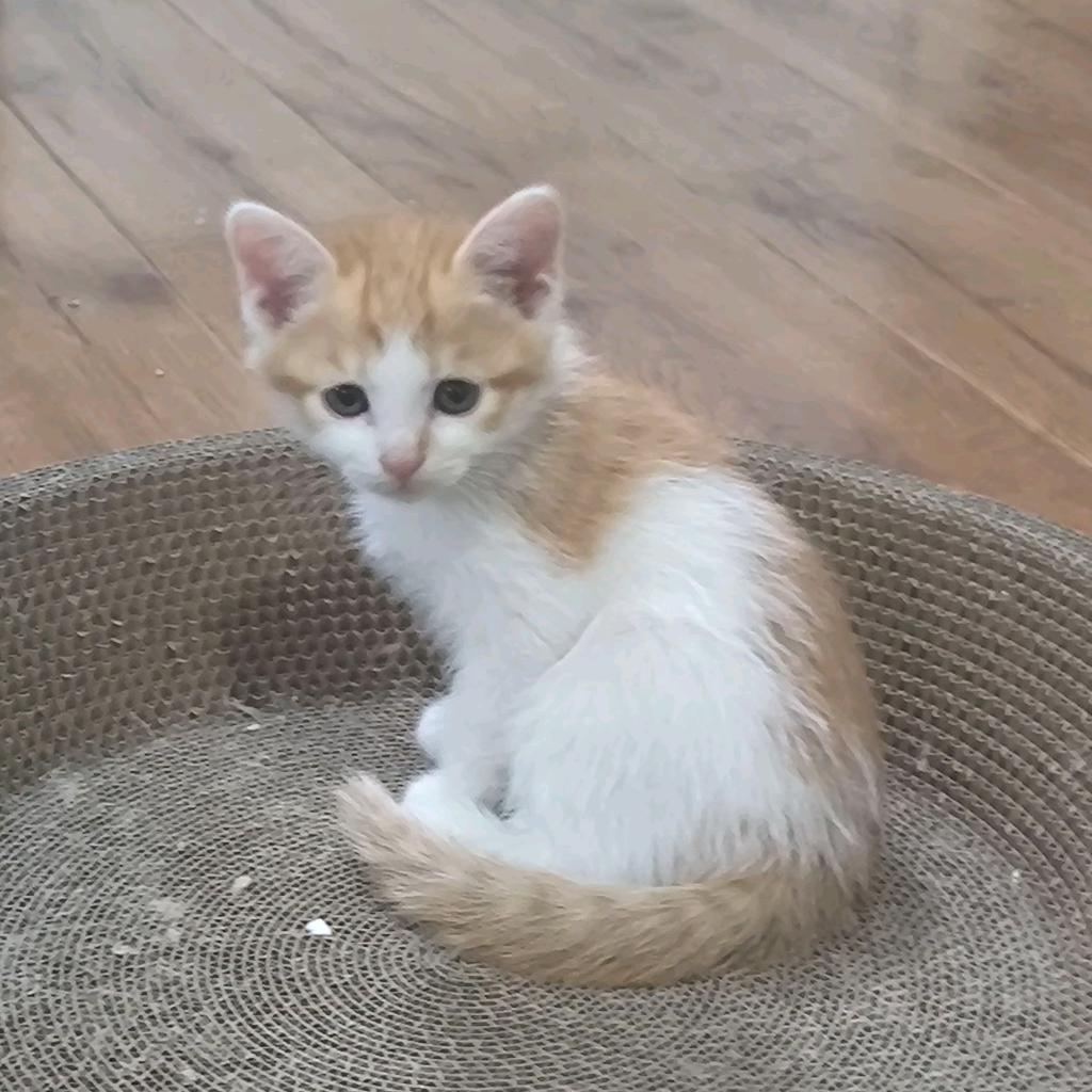 嘟嘟开心第一🐱