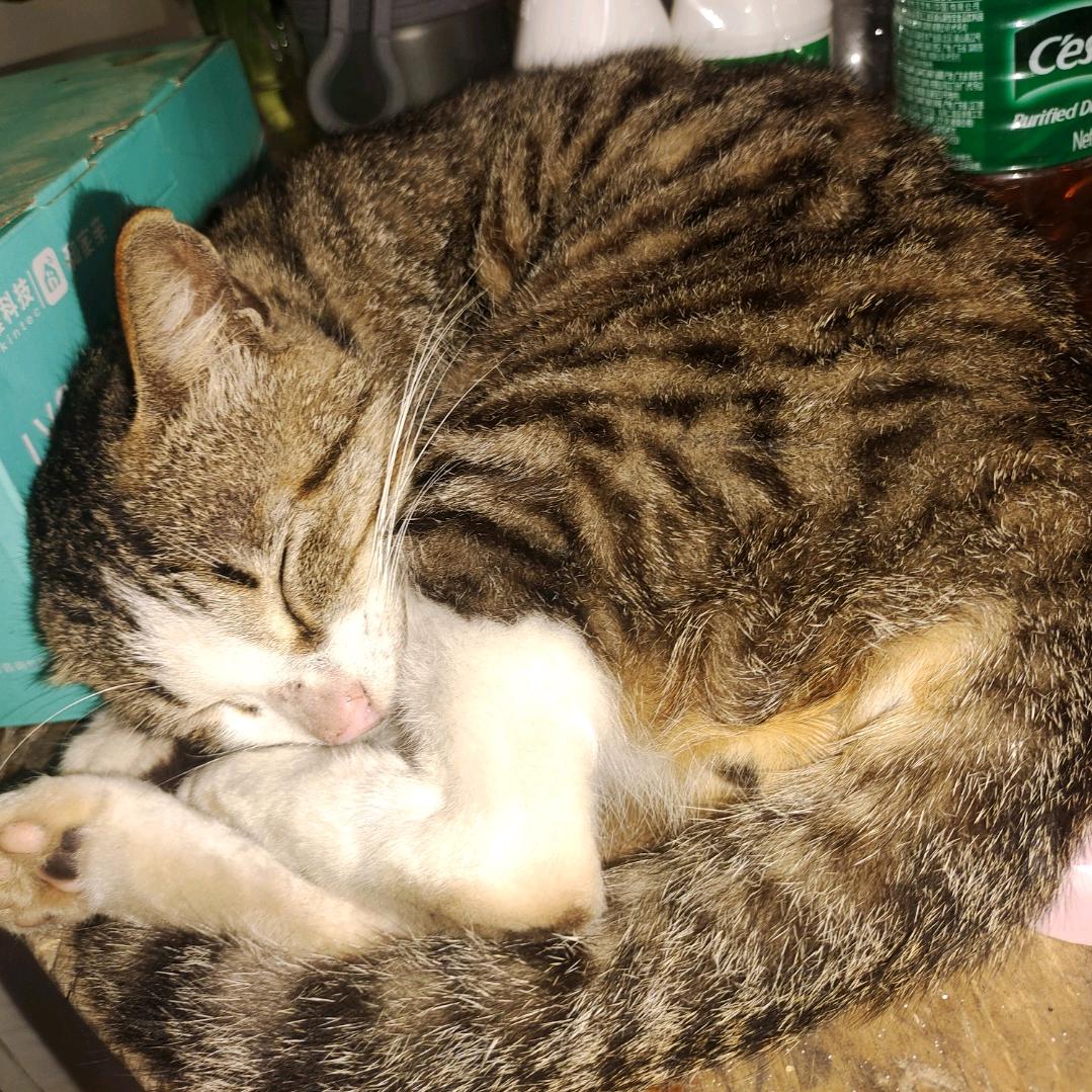 世间如此可笑，负此一世