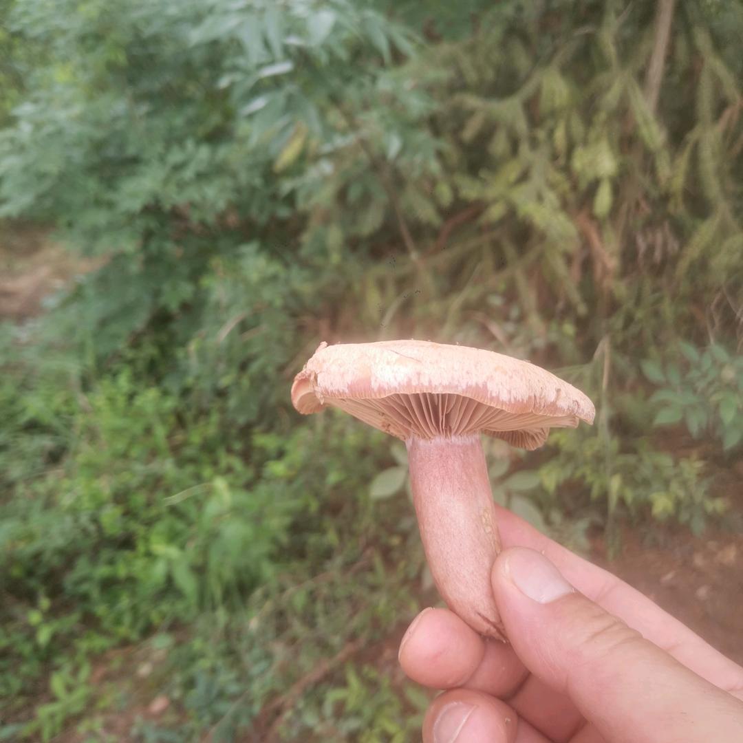 苏金国