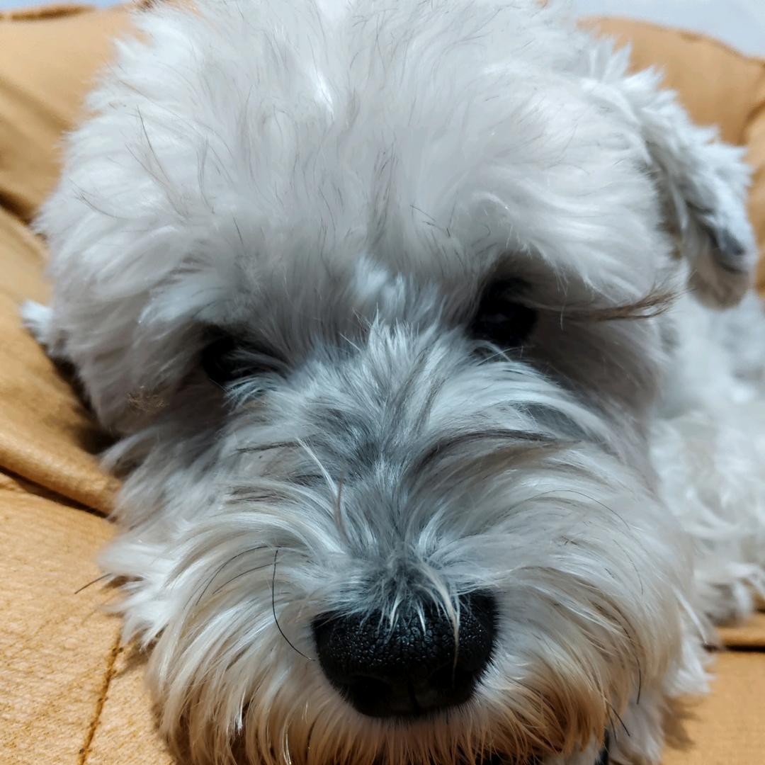 快乐的铲屎官！