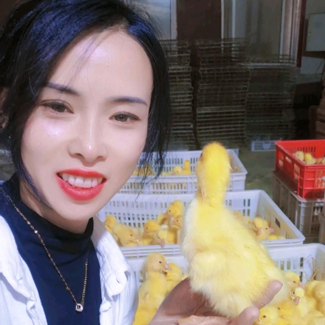 吕小妹鹅苗孵化厂