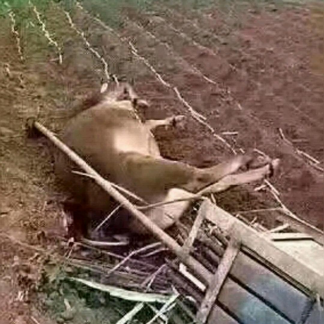 *ST沪深