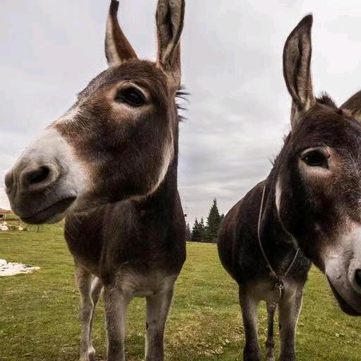 鲜/冷/熟、驴、马肉批发零售