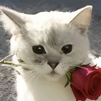 从鑫(三角洲行动)