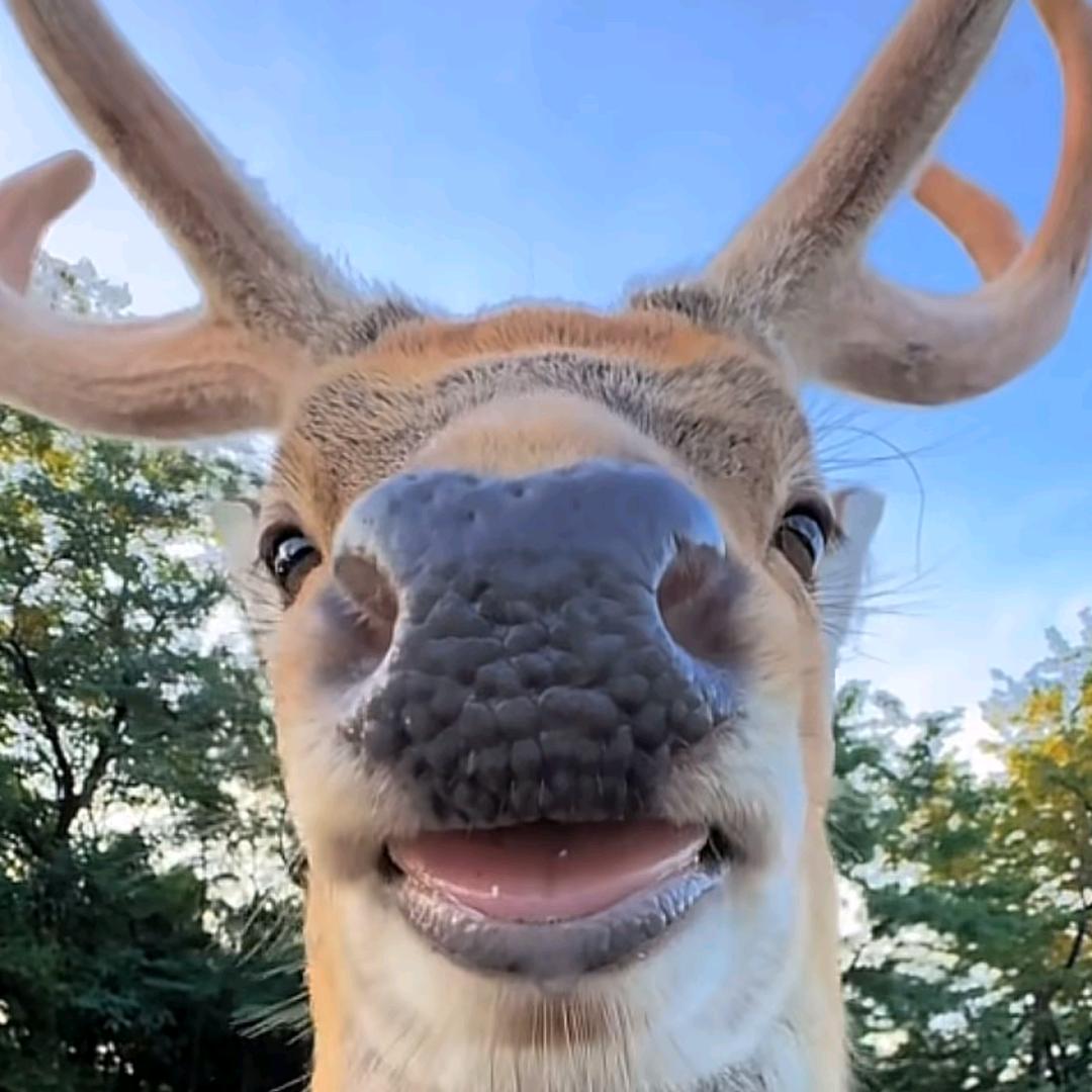 不会跑步的阿黄