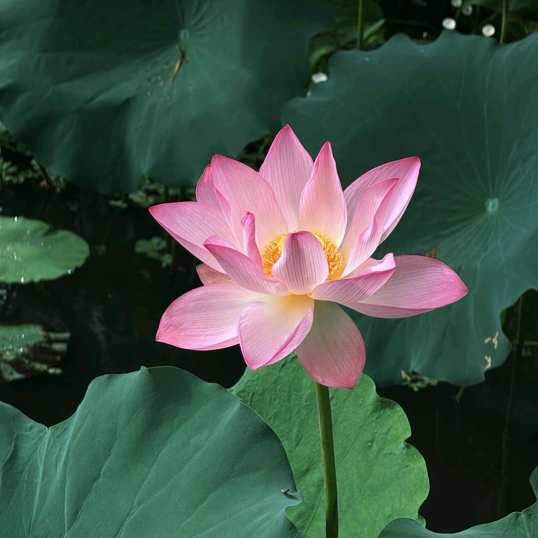 好运莲莲