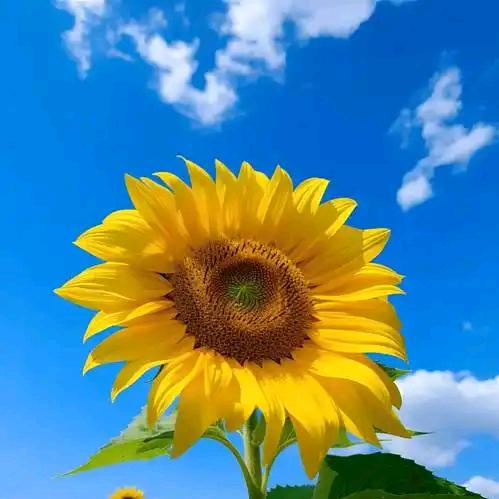 💞二妹༊🌺ꦿ꯭秦
