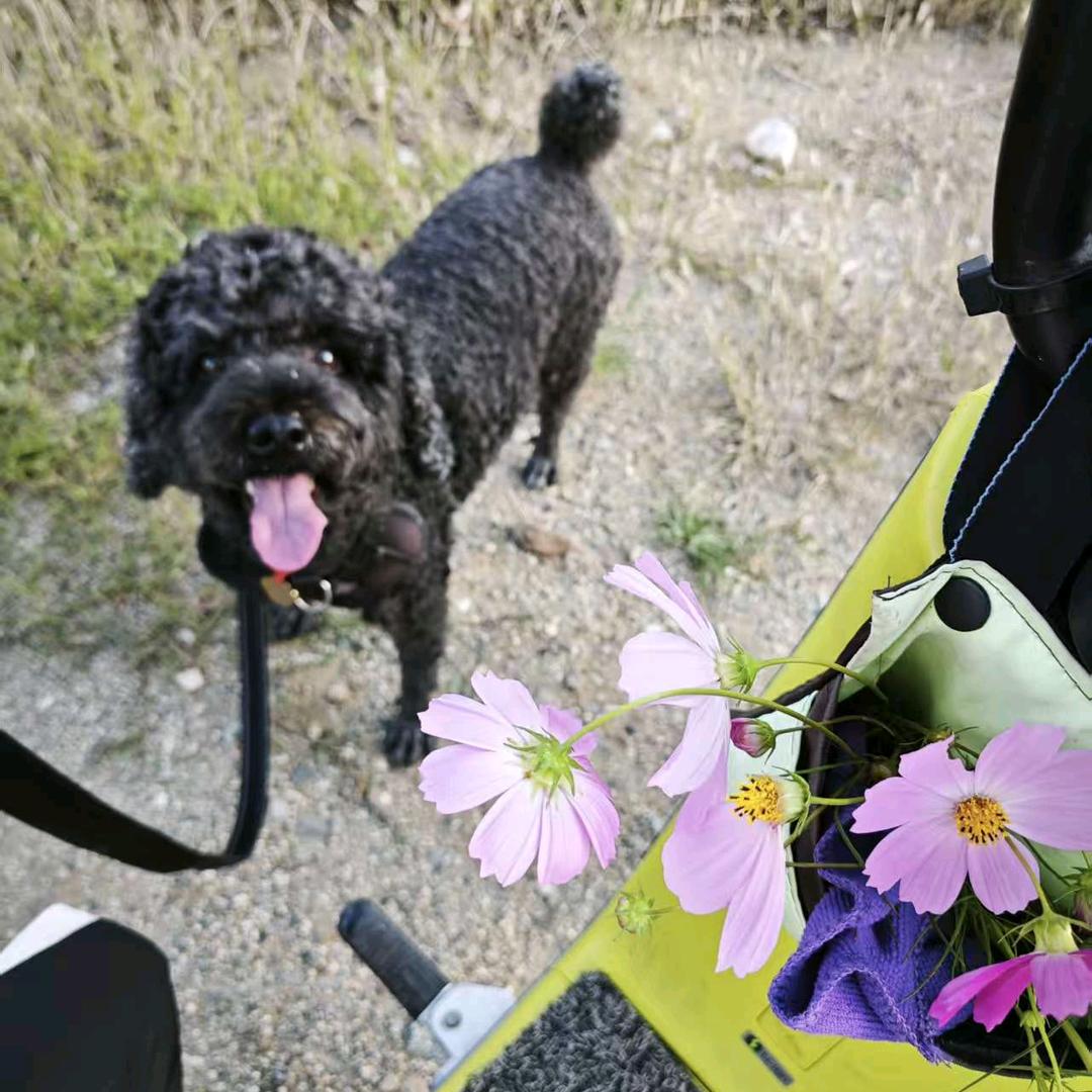 不想刷抖音的人