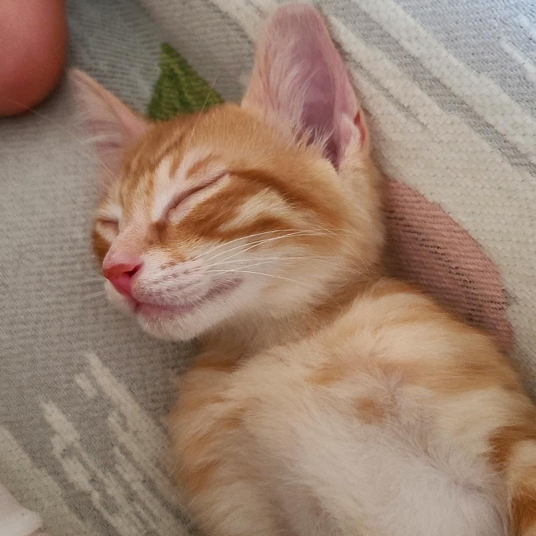 养了个逆子五月