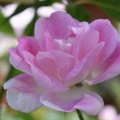 花。