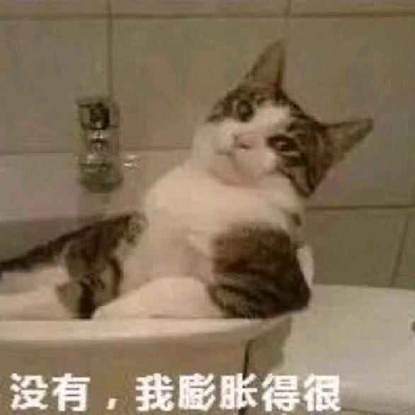 猫咪治愈所