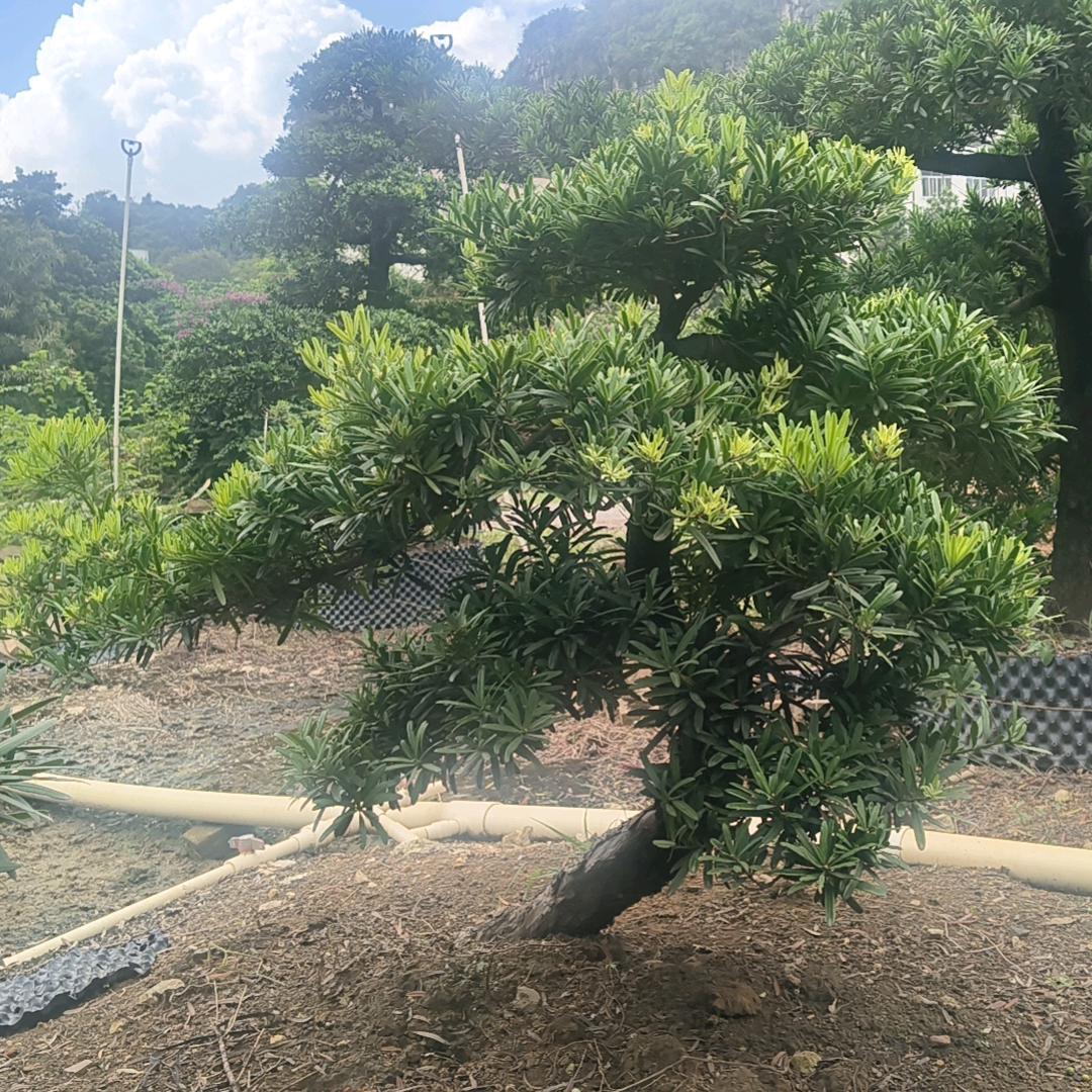 天行健