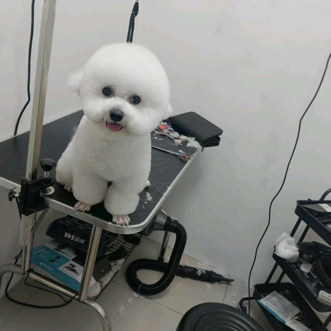 军哥