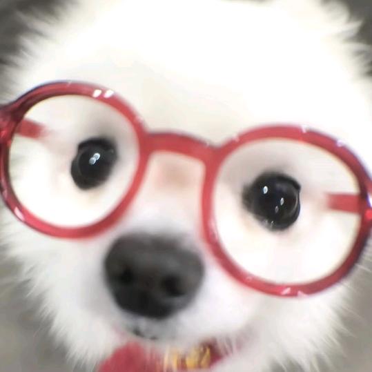 小狗妹