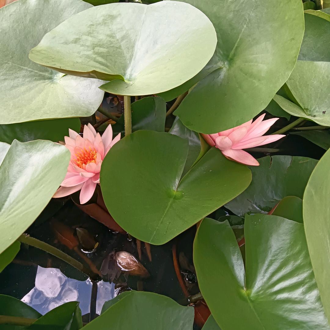 王爷