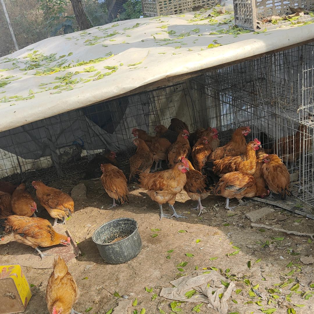 赵少坤养殖农场