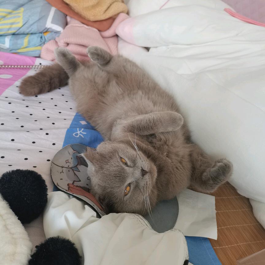 Jerry是猪咪