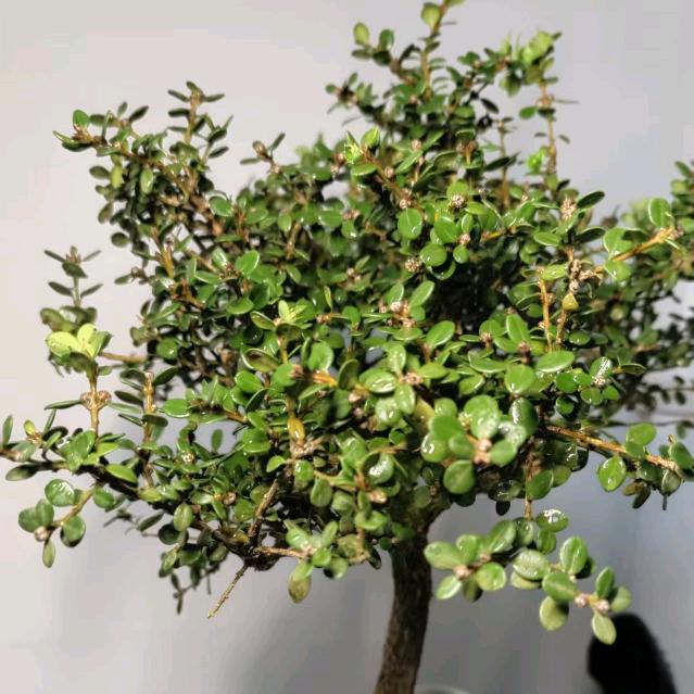 瑞临园艺创意生活坊