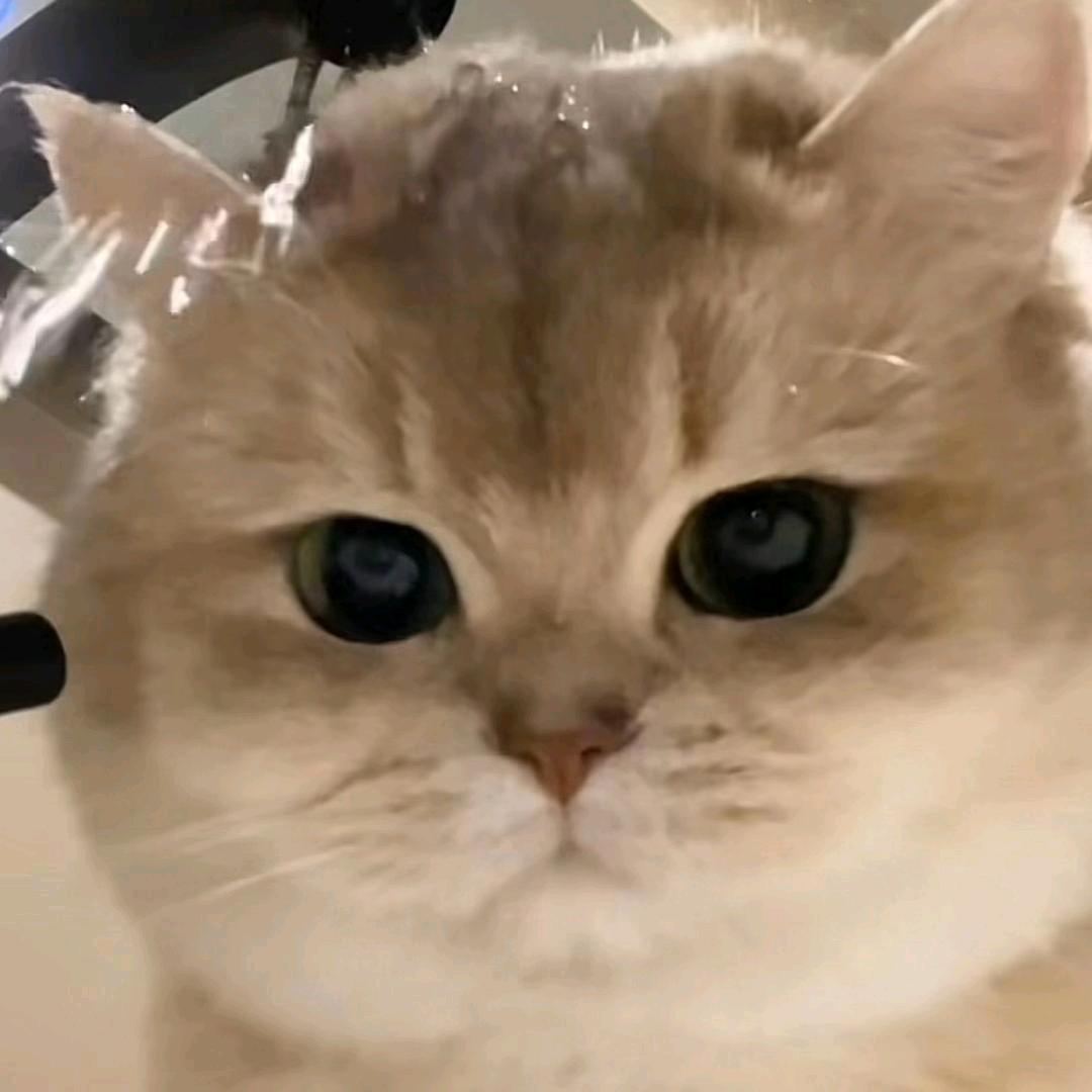 胡北.