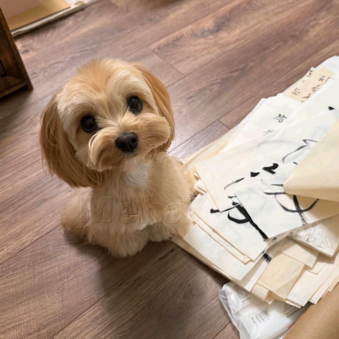 不吃粉条。